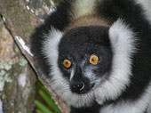 madagaskar-lemur