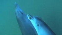 [Foto] delfine-berauschen-sich-mit-kugelfisch-droge